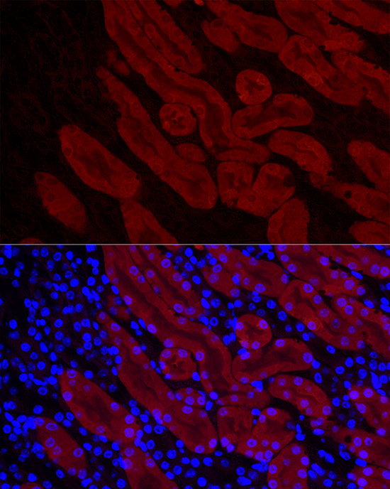 Immunofluorescence analysis of mouse kidney cells using DDC Polyclonal Antibody at dilution of 1:50 (40x lens). Blue: DAPI for nuclear staining.