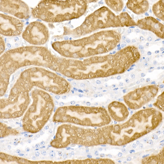 Immunohistochemistry of paraffin-embedded mouse kidney using DDC Polyclonal Antibody at dilution of 1:20 (40x lens).Perform high pressure antigen retrieval with 10 mM citrate buffer pH 6.0 before commencing with IHC staining protocol.