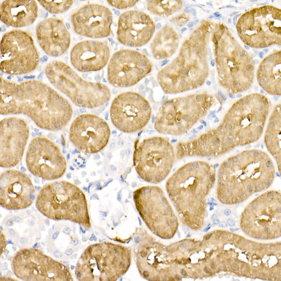 Immunohistochemistry of paraffin-embedded rat kidney using DDC Polyclonal Antibody at dilution of 1:20 (40x lens).Perform high pressure antigen retrieval with 10 mM citrate buffer pH 6.0 before commencing with IHC staining protocol.