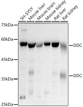 Western blot analysis of extracts of various cell lines using DDC Polyclonal Antibody at 1:500 dilution.