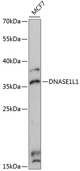 Western blot analysis of extracts of MCF7 cells using DNASE1L1 Polyclonal Antibody at 1:3000 dilution.