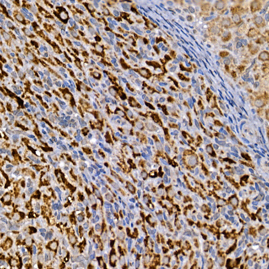 Immunohistochemistry of paraffin-embedded rat ovary using DVL3 Polyclonal Antibody at dilution of 1:100 (40x lens).Perform high pressure antigen retrieval with 10 mM citrate buffer pH 6.0 before commencing with IHC staining protocol.