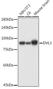 Western blot analysis of extracts of various cell lines using DVL3 Polyclonal Antibody at 1:1000 dilution.