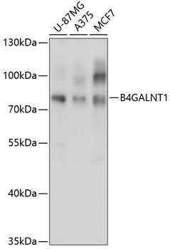 Western blot analysis of extracts of various cell lines using B4GALNT1 Polyclonal Antibody at 1:3000 dilution.