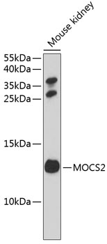 Western blot analysis of extracts of mouse kidney using MOCS2 Polyclonal Antibody at 1:1000 dilution.