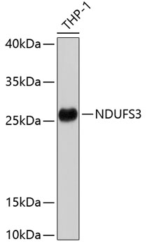 Western blot analysis of extracts of THP-1 cells using NDUFS3 Polyclonal Antibody