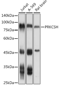 Western blot analysis of extracts of various cell lines using PRKCSH Polyclonal Antibody at 1:1000 dilution.