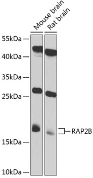 Western blot analysis of extracts of various cell lines using RAP2B Polyclonal Antibody at 1:1000 dilution.