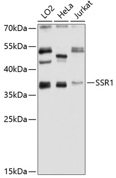 Western blot analysis of extracts of various cell lines using SSR1 Polyclonal Antibody at 1:1000 dilution.