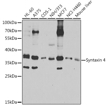 Western blot analysis of extracts of various cell lines using Syntaxin 4 Polyclonal Antibody at 1:1000 dilution.