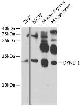 Western blot analysis of extracts of various cell lines using DYNLT1 Polyclonal Antibody at 1:1000 dilution.