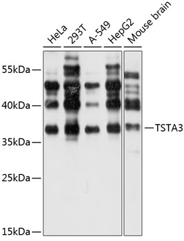 Western blot analysis of extracts of various cell lines using TSTA3 Polyclonal Antibody at 1:1000 dilution.