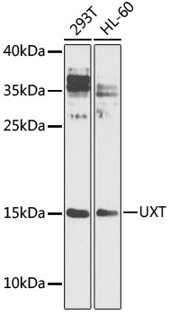 Western blot analysis of extracts of various cell lines using UXT Polyclonal Antibody at 1:1000 dilution.