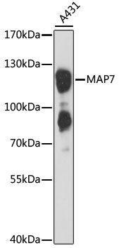 Western blot analysis of extracts of A-431 cells using MAP7 Polyclonal Antibody at 1:3000 dilution.