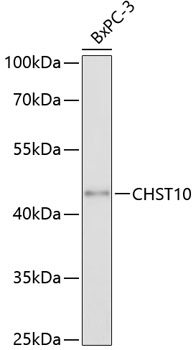 Western blot analysis of extracts of BxPC-3 cells using CHST10 Polyclonal Antibody at 1:3000 dilution.