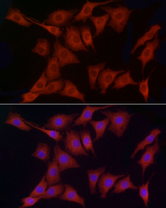 Immunofluorescence analysis of PC-12 cells using PDIA4 Polyclonal Antibody at dilution of 1:50 (40x lens). Blue: DAPI for nuclear staining.