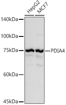 Western blot analysis of extracts of various cell lines using PDIA4 Polyclonal Antibody at 1:1000 dilution.