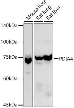 Western blot analysis of extracts of various cell lines using PDIA4 Polyclonal Antibody at 1:1000 dilution.