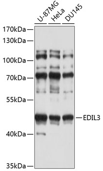 Western blot analysis of extracts of various cell lines using EDIL3 Polyclonal Antibody at 1:1000 dilution.