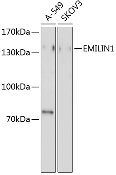 Western blot analysis of extracts of various cell lines using EMILIN1 Polyclonal Antibody