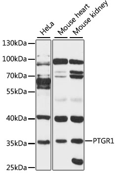 Western blot analysis of extracts of various cell lines using PTGR1 Polyclonal Antibody at 1:3000 dilution.