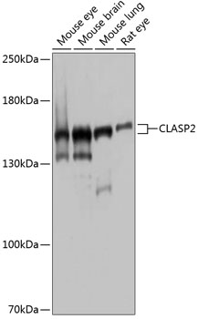 Western blot analysis of extracts of various cell lines using CLASP2 Polyclonal Antibody at 1:1000 dilution.