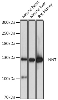 Western blot analysis of extracts of various cell lines using NNT Polyclonal Antibody at 1:3000 dilution.