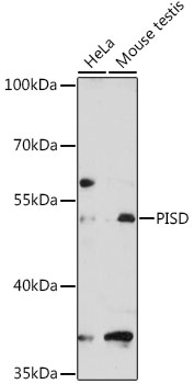 Western blot analysis of extracts of various cell lines using PISD Polyclonal Antibody at 1:3000 dilution.