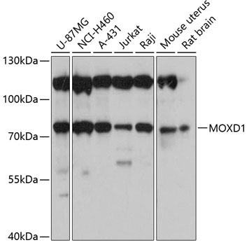 Western blot analysis of extracts of various cell lines using MOXD1 Polyclonal Antibody at 1:3000 dilution.