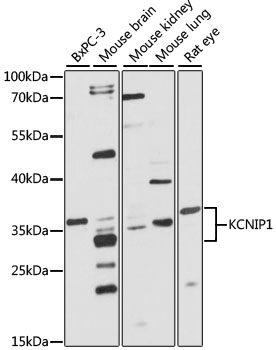 Western blot analysis of extracts of various cell lines using KCNIP1 Polyclonal Antibody at 1:1000 dilution.