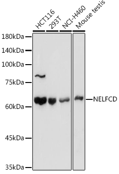 Western blot analysis of extracts of various cell lines using NELFCD Polyclonal Antibody at 1:1000 dilution.