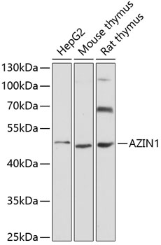 Western blot analysis of extracts of various cell lines using AZIN1 Polyclonal Antibody at 1:3000 dilution.