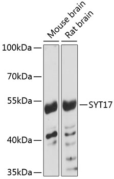 Western blot analysis of extracts of various cell lines using SYT17 Polyclonal Antibody at 1:3000 dilution.