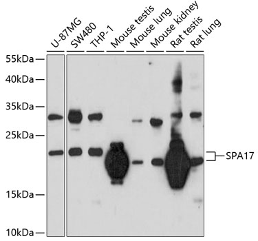 Western blot analysis of extracts of various cell lines using SPA17 Polyclonal Antibody at 1:1000 dilution.