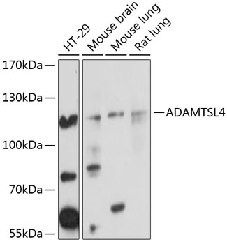 Western blot analysis of extracts of various cell lines using ADAMTSL4 Polyclonal Antibody at 1:1000 dilution.