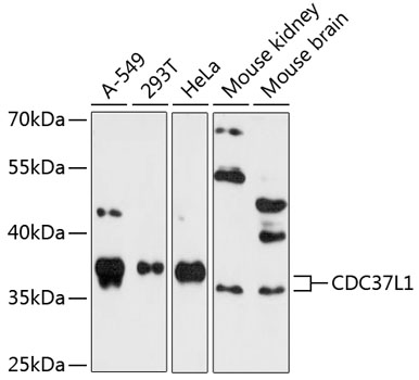 Western blot analysis of extracts of various cell lines using CDC37L1 Polyclonal Antibody at 1:3000 dilution.