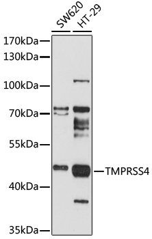 Western blot analysis of extracts of various cell lines using TMPRSS4 Polyclonal Antibody at 1:1000 dilution.