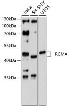 Western blot analysis of extracts of various cell lines using RGMA Polyclonal Antibody at 1:3000 dilution.