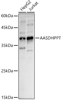 Western blot analysis of various lysates using AASDHPPT Polyclonal Antibody at 1:1000 dilution.