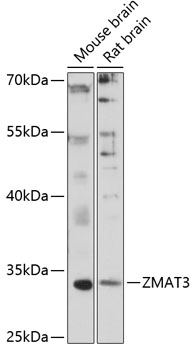 Western blot analysis of extracts of various cell lines using ZMAT3 Polyclonal Antibody at 1:1000 dilution.