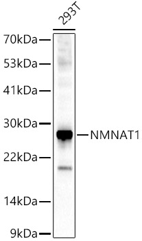 Western blot analysis of various lysates using NMNAT1 Polyclonal Antibody at 1:1000 dilution.