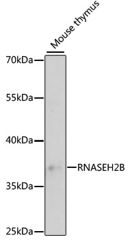 Western blot analysis of extracts of mouse thymus using RNASEH2B Polyclonal Antibody at 1:3000 dilution.