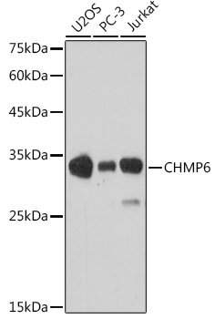 Western blot analysis of extracts of various cell lines using CHMP6 Polyclonal Antibody at 1:1000 dilution.