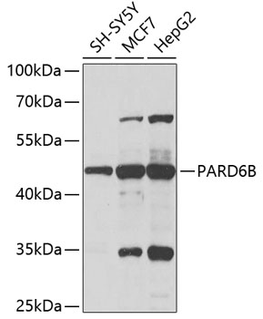 Western blot analysis of extracts of various cell lines using PARD6B Polyclonal Antibody at 1:1000 dilution.