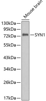 Western blot analysis of extracts of mouse brain using SYN1 Polyclonal Antibody