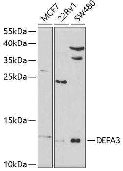 Western blot analysis of extracts of various cell lines using DEFA3 Polyclonal Antibody at 1:1000 dilution.