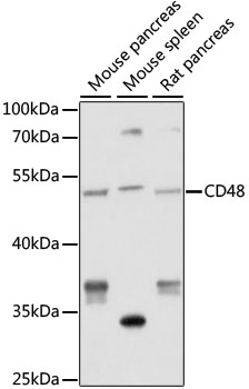 Western blot analysis of extracts of various cell lines using CD48 Polyclonal Antibody at 1:1000 dilution.