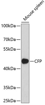 Western blot analysis of extracts of mouse spleen using CFP Polyclonal Antibody at 1:1000 dilution.