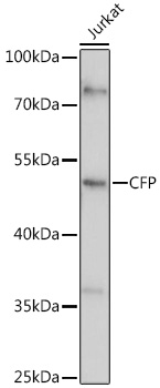 Western blot analysis of extracts of Jurkat cells using CFP Polyclonal Antibody at 1:1000 dilution.