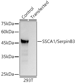 Western blot analysis of 293T using SSCA1/SerpinB3 Polyclonal Antibody at 1:1000 dilution.